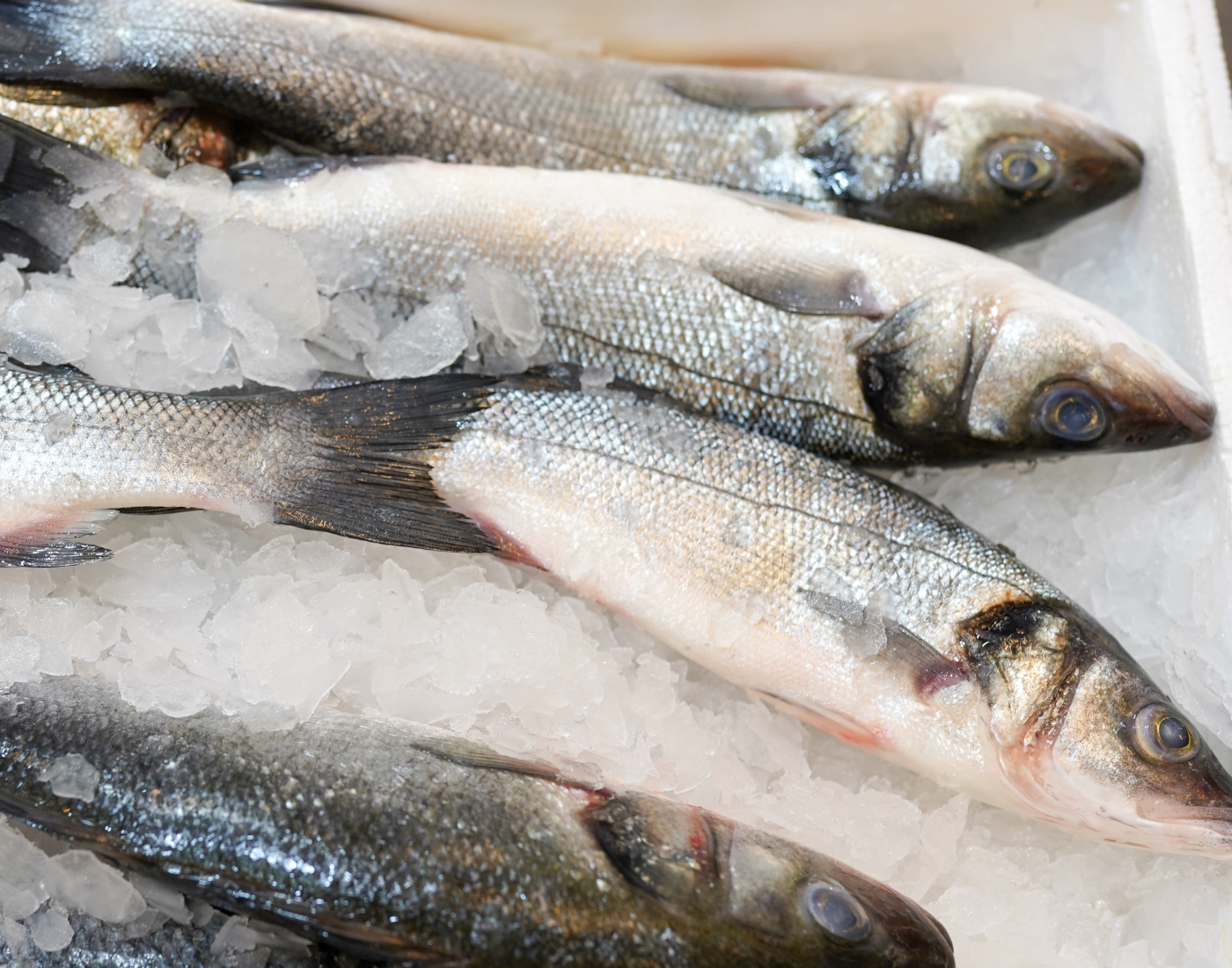 Fish laying on ice