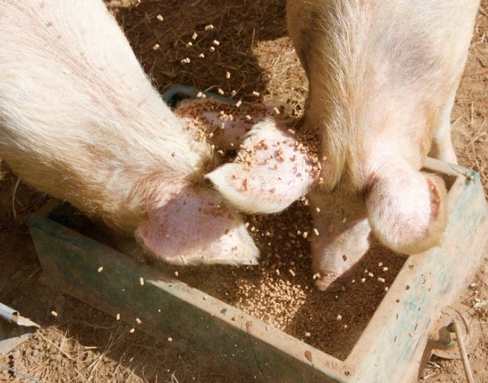 Two pigs eating animal feed